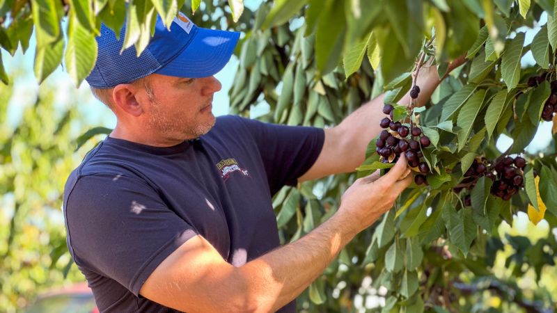 Deportation fallout: This farmer lost half his workforce. Now he’s losing his crop too