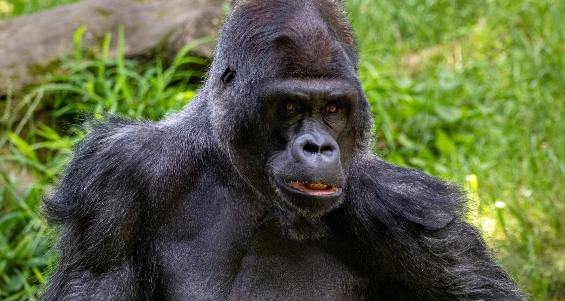 Female gorillas injured during intro to new silverback at Toronto Zoo