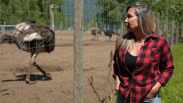 B.C. ostrich farm loses appeal to save birds from cull in case that attracted White House attention