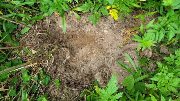 Ktunaxa Nation in B.C. bans unauthorized harvesting of sacred plant in its territory