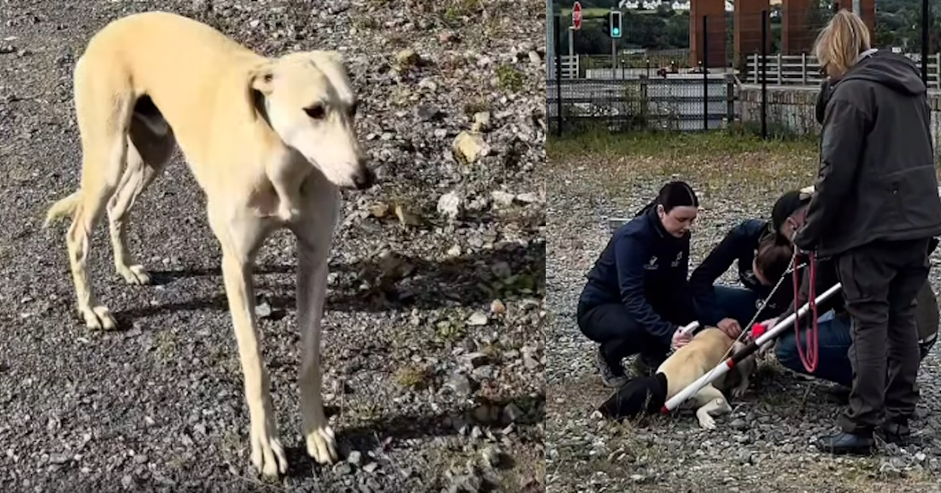 Watch: Incredible rescue effort brings wild Letterkenny dog to new home