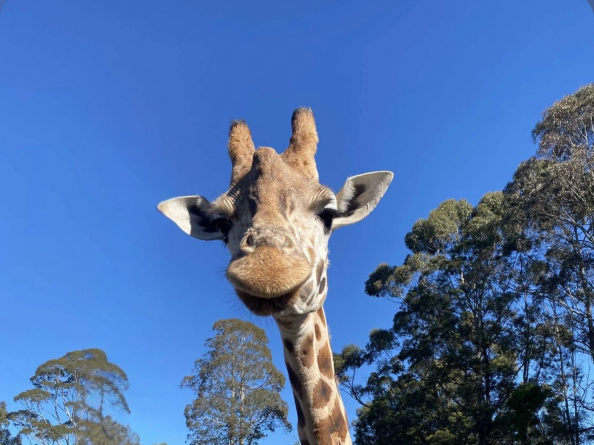 'Heartbroken': Giraffe and zebra foal die at Orana Park