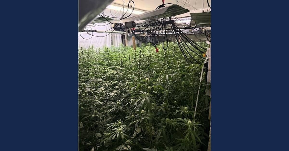 Over €750,000 cannabis seized and two men (40s) arrested after growhouse discovered in Drogheda