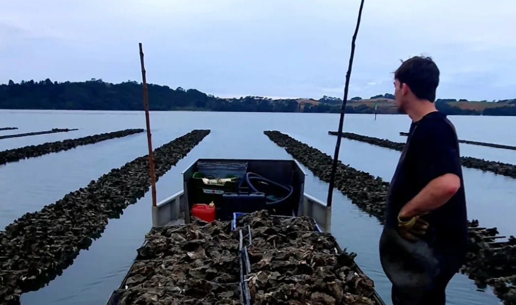 Oyster farmers find mystery $10k in bank accounts