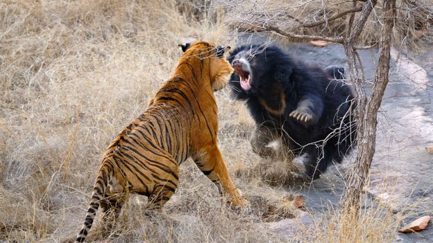 Living with the face-clawing sloth bear that scares tigers