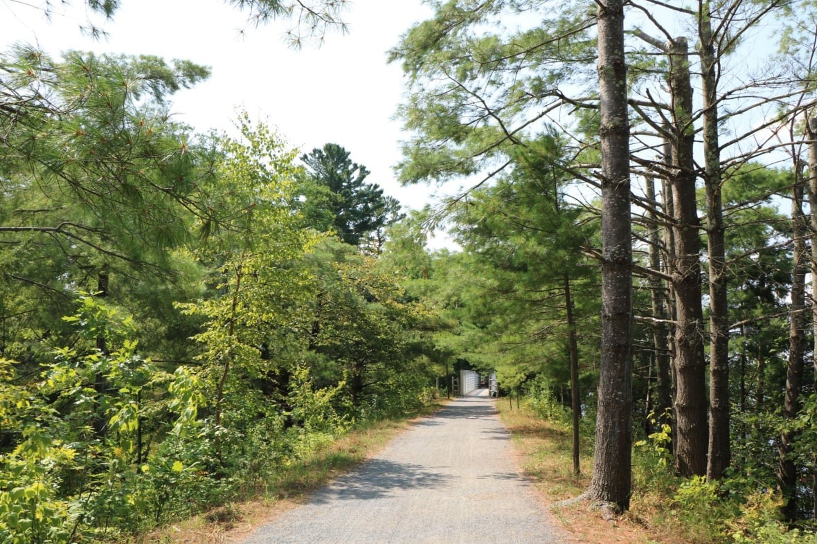 A walking path lined with trees. 