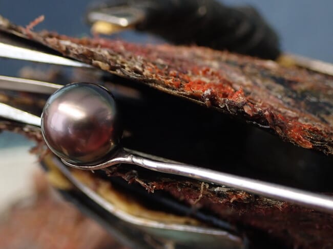 A recently harvested pearl infront of an oyster.