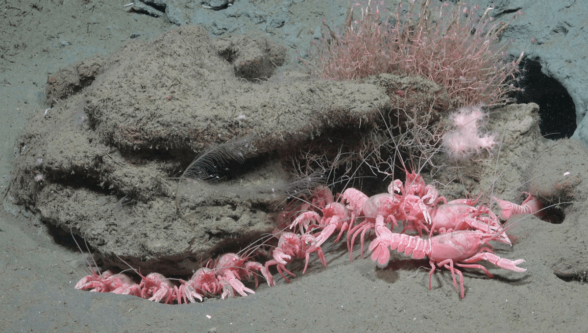 Barbie Lobsters, Sea Pigs, And A Living Chandelier: Massive Offshore Canyon Reveals 40 Potential New Species