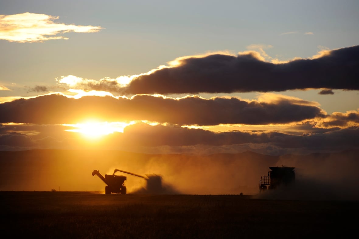 Wheat is harvested as the sun sets.