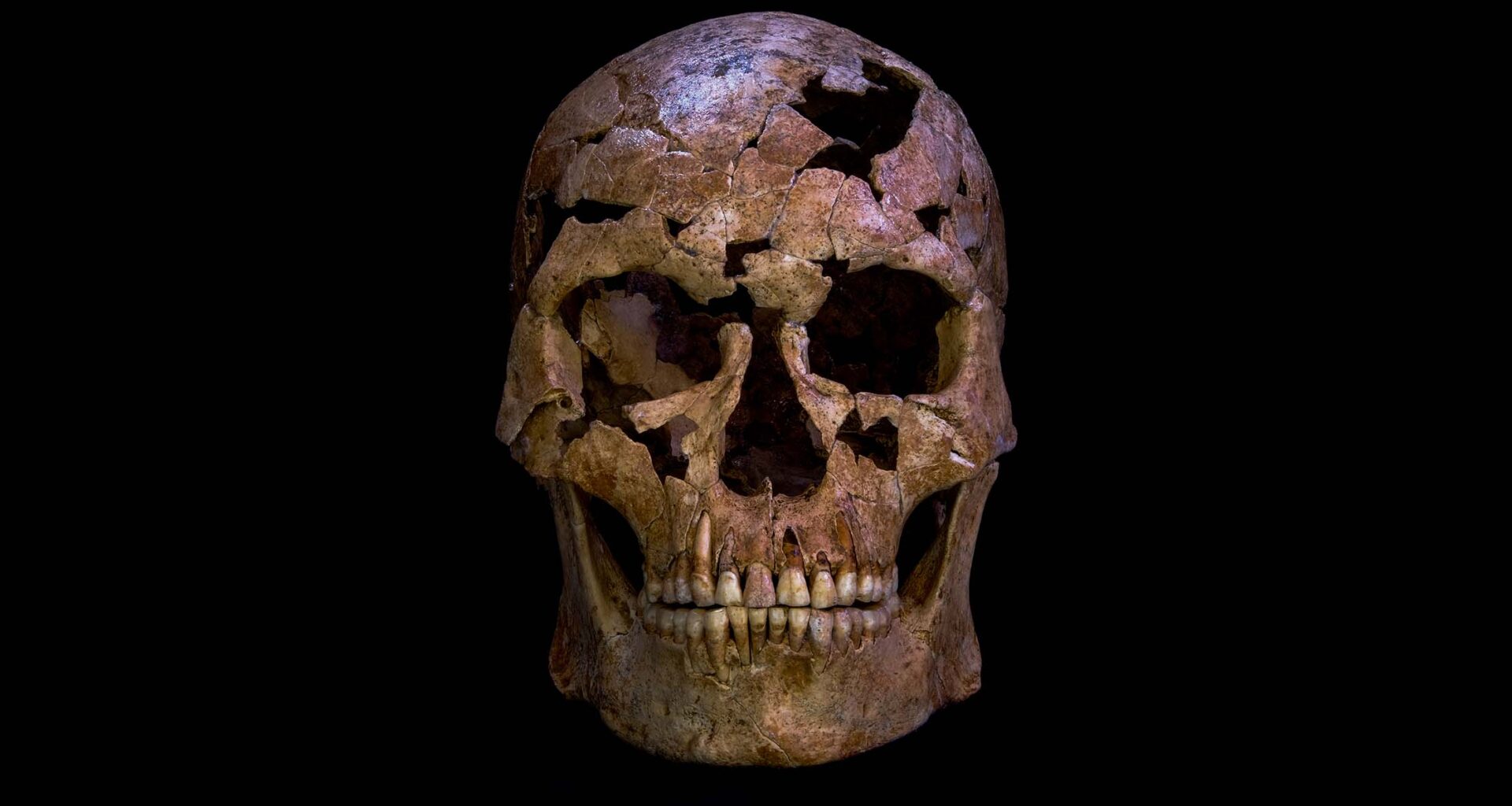 A reconstructed male human skull, with some gaps where bone fragments do not survive.