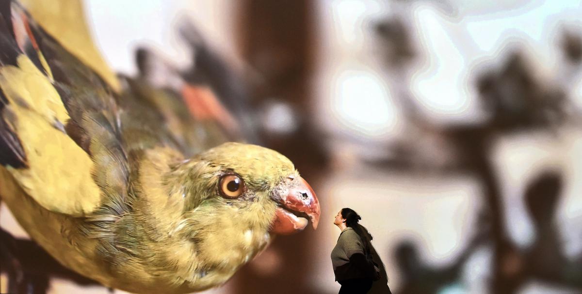 Museum's projections upgrade set to amaze