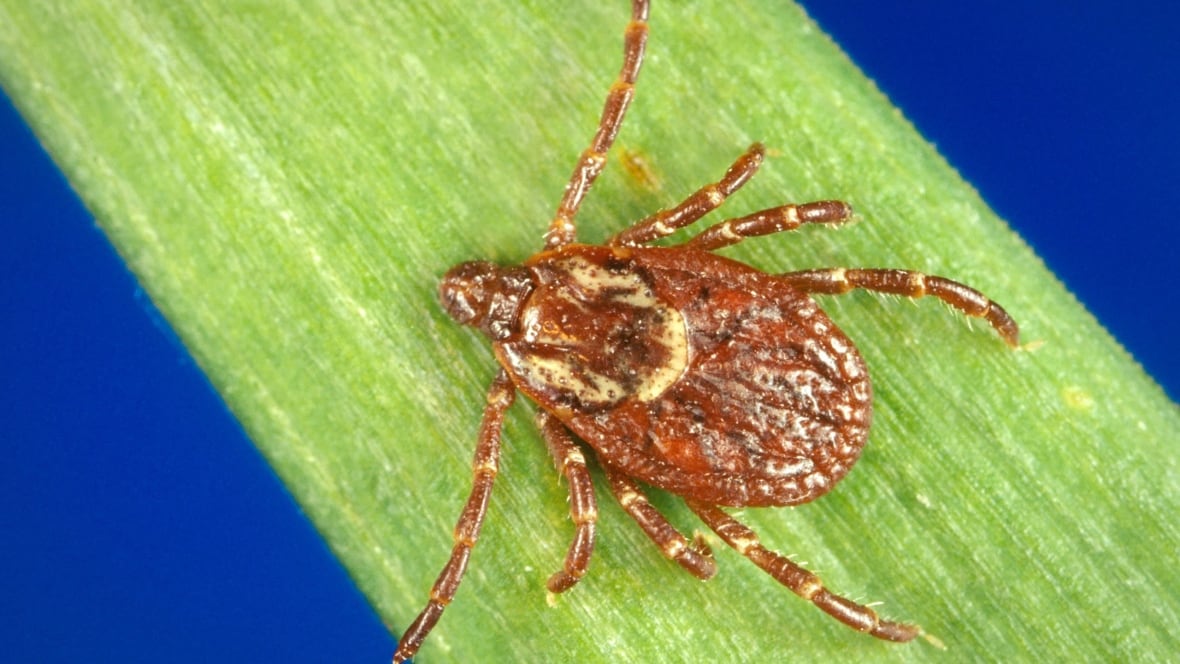 Closeup of an American dog tick (dermacentor variabilis) on a blade of grass