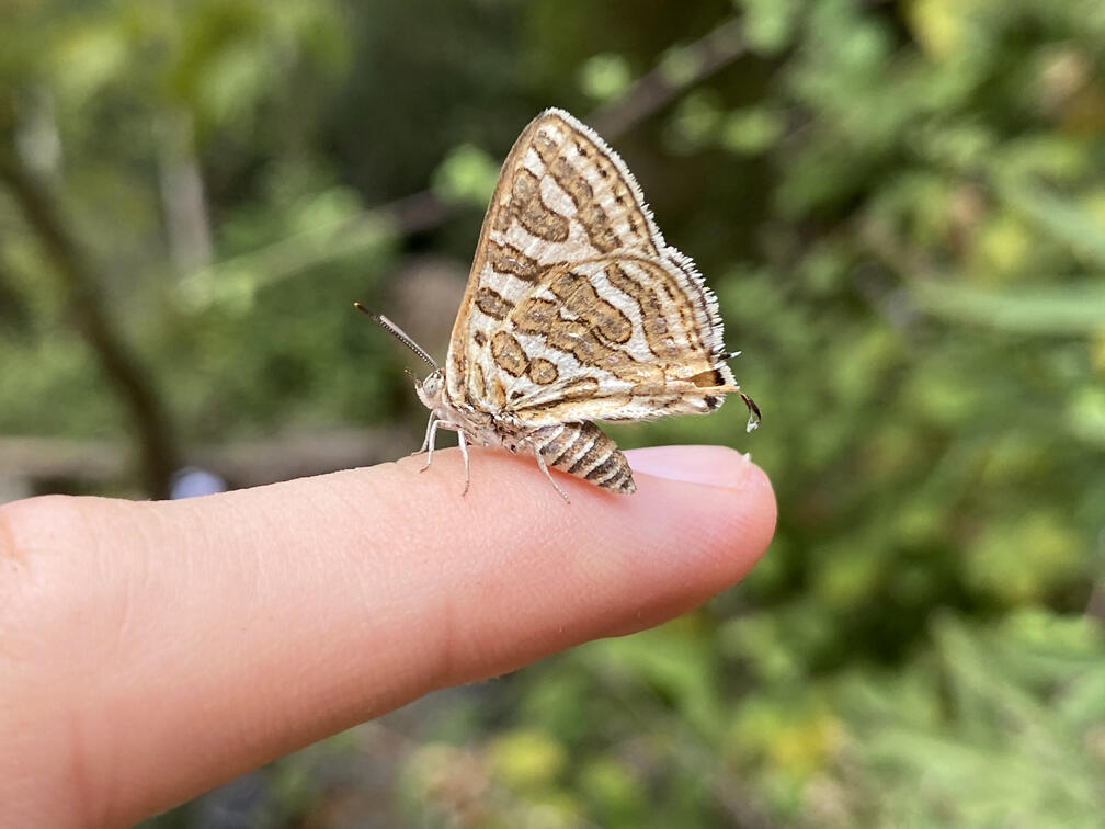 פרפר כחליל מנומר בשמורת נחל כזיב