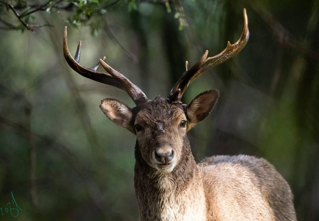יחמור בשמורת נחל כזיב