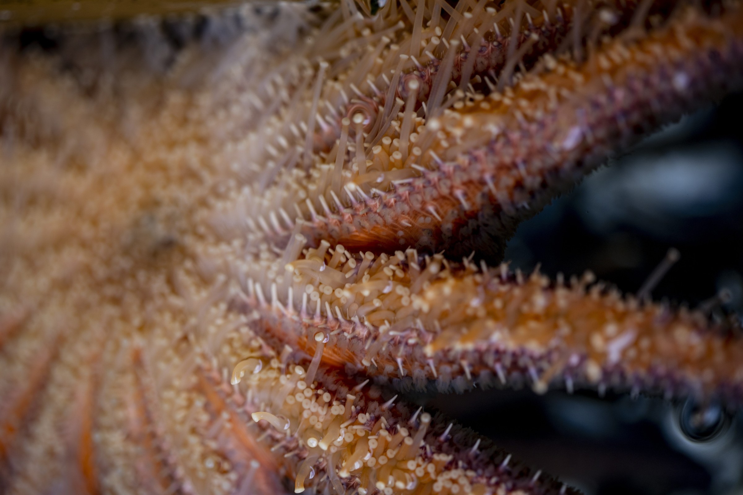 The underside of an adult sunflower sea star.