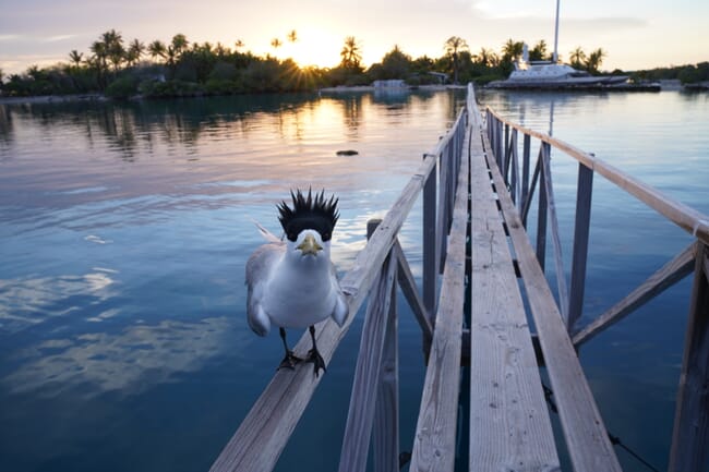 A local seagull at a pearl farm.