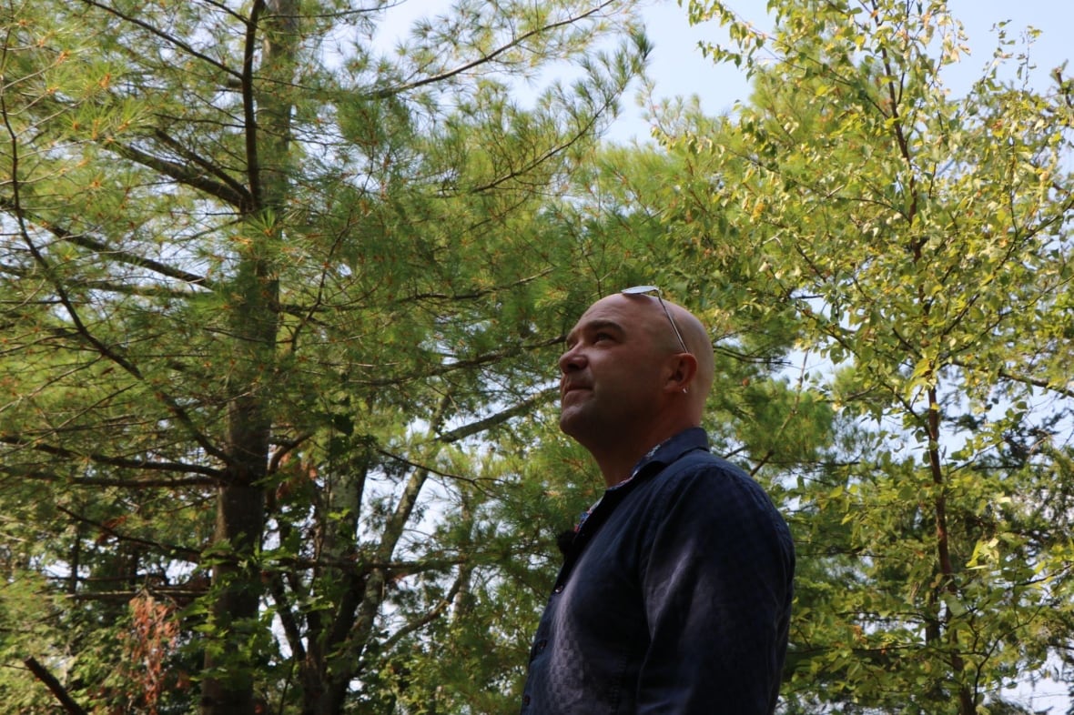 A man looking up surrounded by trees. 