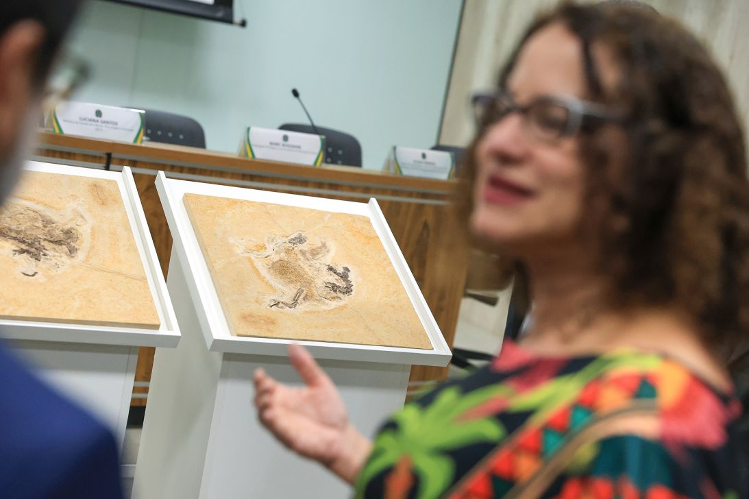 A Ubirajara jubatus dinosaur fossil was returned its native Brazil from a German museum in 2023.