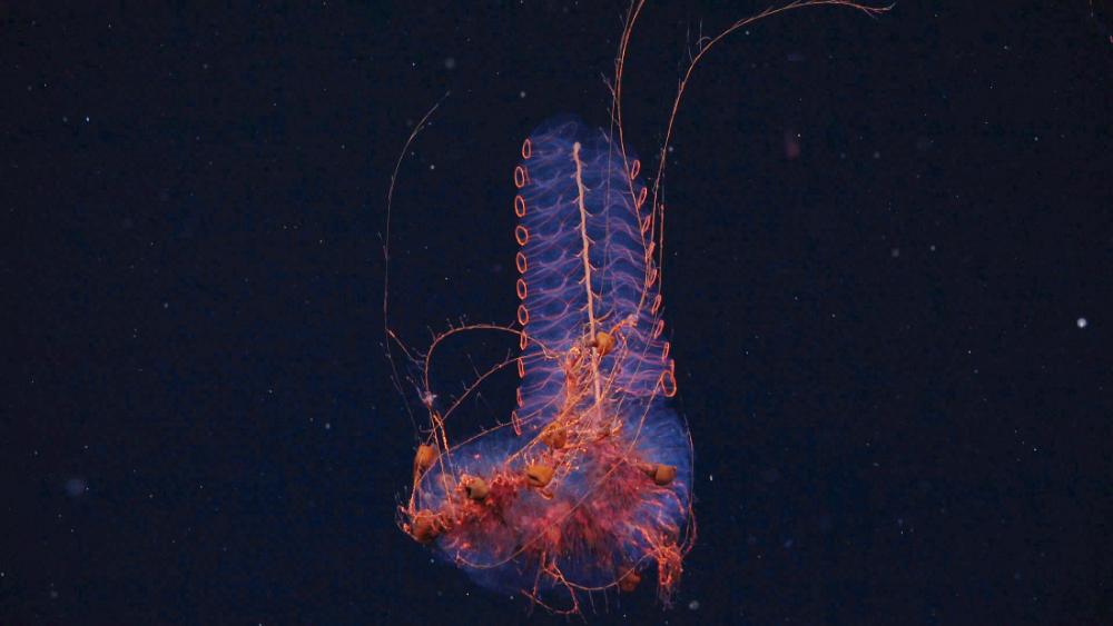 A siphonophore (or living chandelier, depending on who you ask) documented at 1250 meters deep in the Mar del Plata Canyon.
