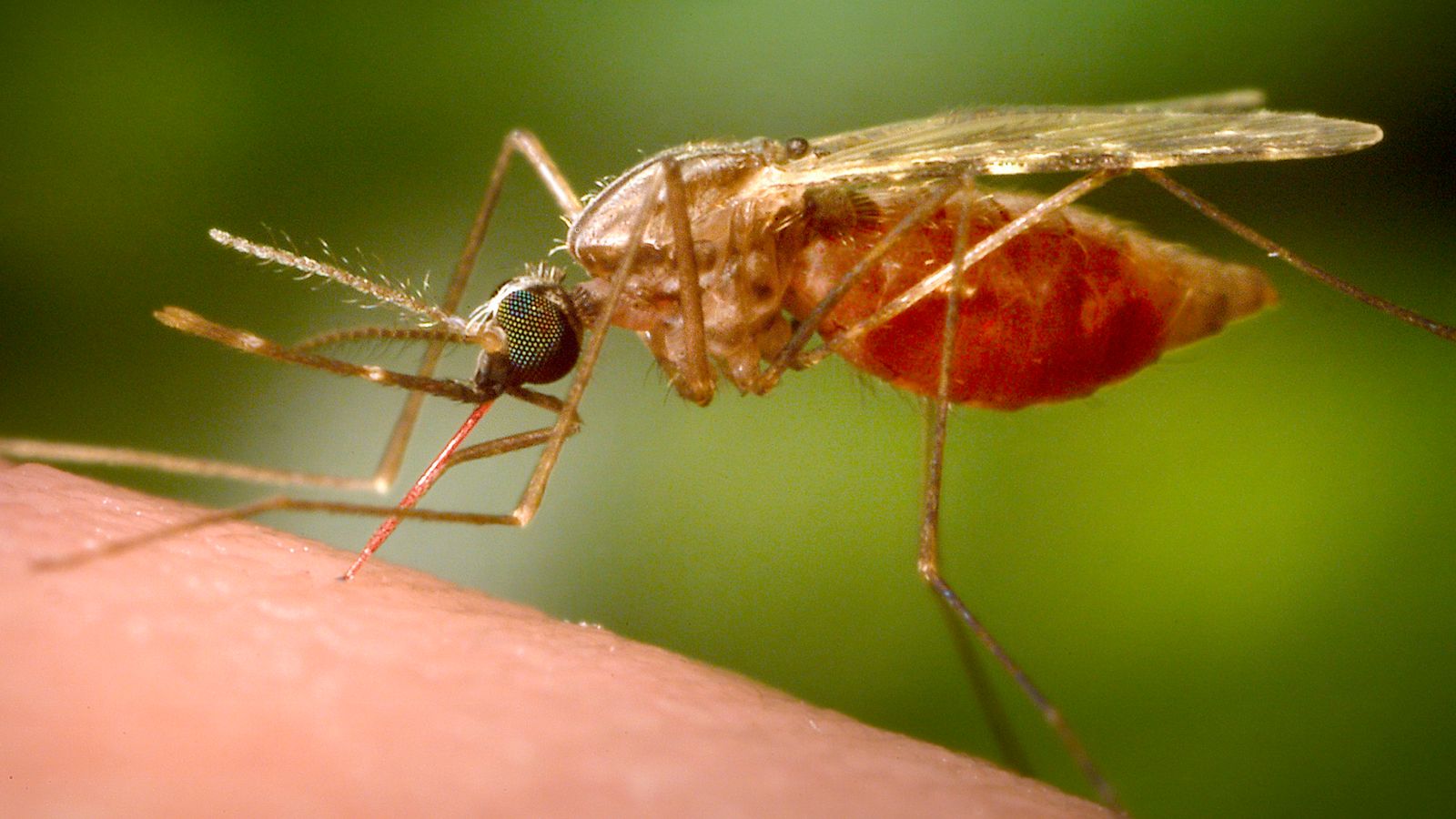 FILE - This 2014 photo made available by the U.S. Centers for Disease Control and Prevention shows a feeding female Anopheles funestus mosquito. (James Gathany/CDC via AP, File)