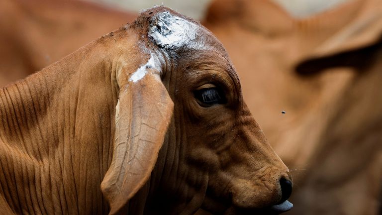 A view shows a calf after being sprayed with a disinfectant spray to prevent screwworm. Pic: Reuters