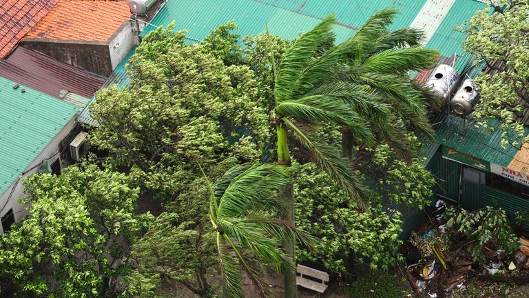 Trees blow in winds as Typhoon Kajiki approaches Vietnam. Pic: Reuters