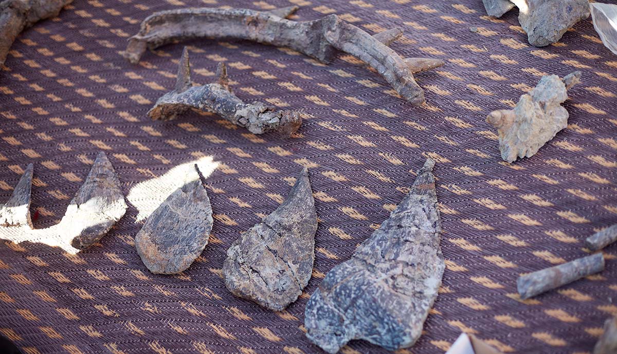 A variety of Spicomellus fossils are laid out on a carpet, including four blade-like spikes.