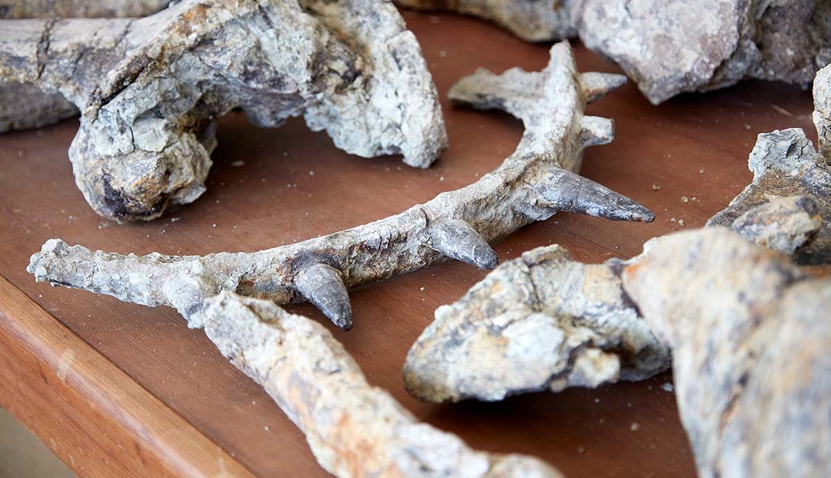 A close-up of Spicomellus fossils laid out on a wooden table, focusing on a distinctive rib with six spikes fused to its surface.
