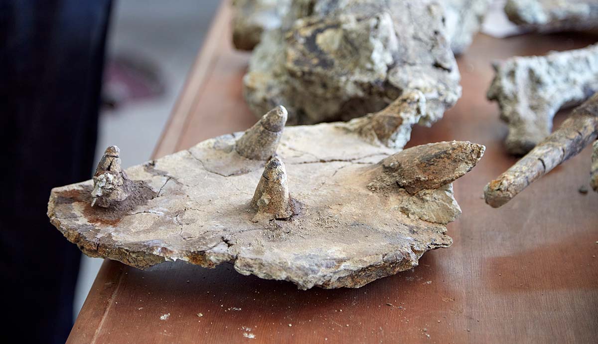 A piece of Spicomellus’s armour plating, with five small spikes embedded in it.