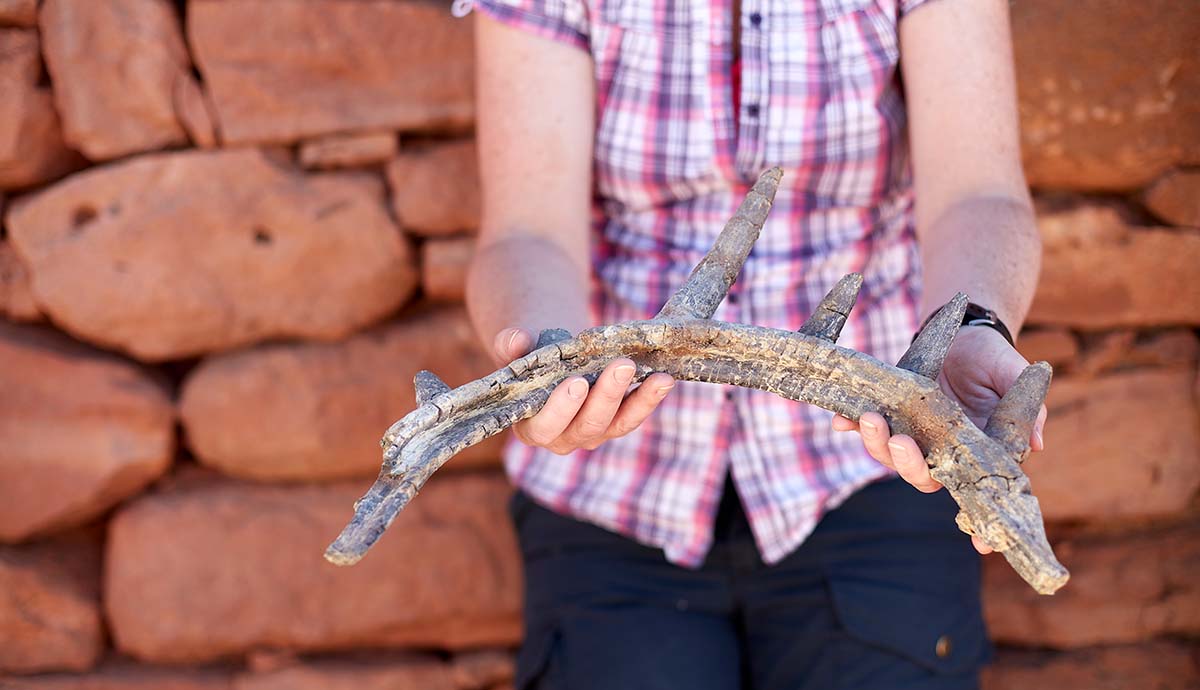 Professor Susannah Maidment holds a spiked rib bone from Spicomellus in her hands in front of a stone wall.