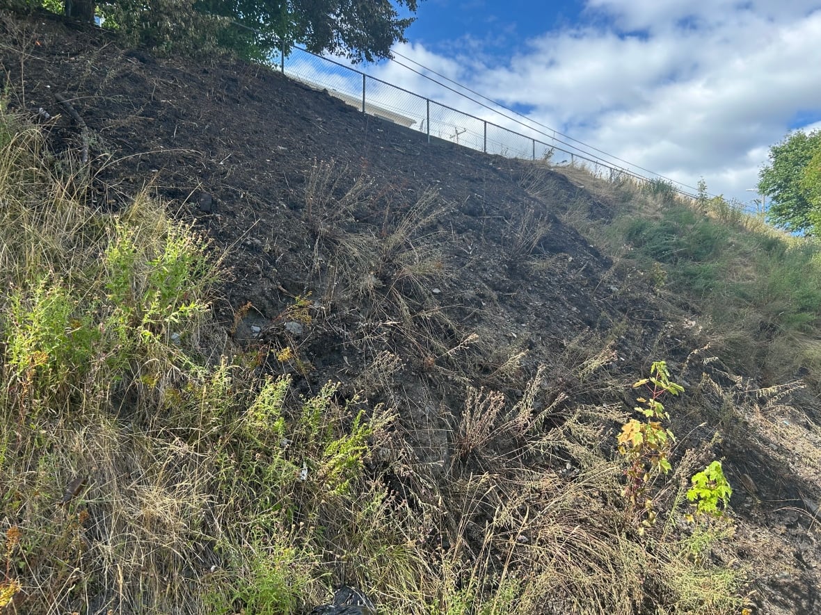 A patch of grass, some of it brown from being burned.