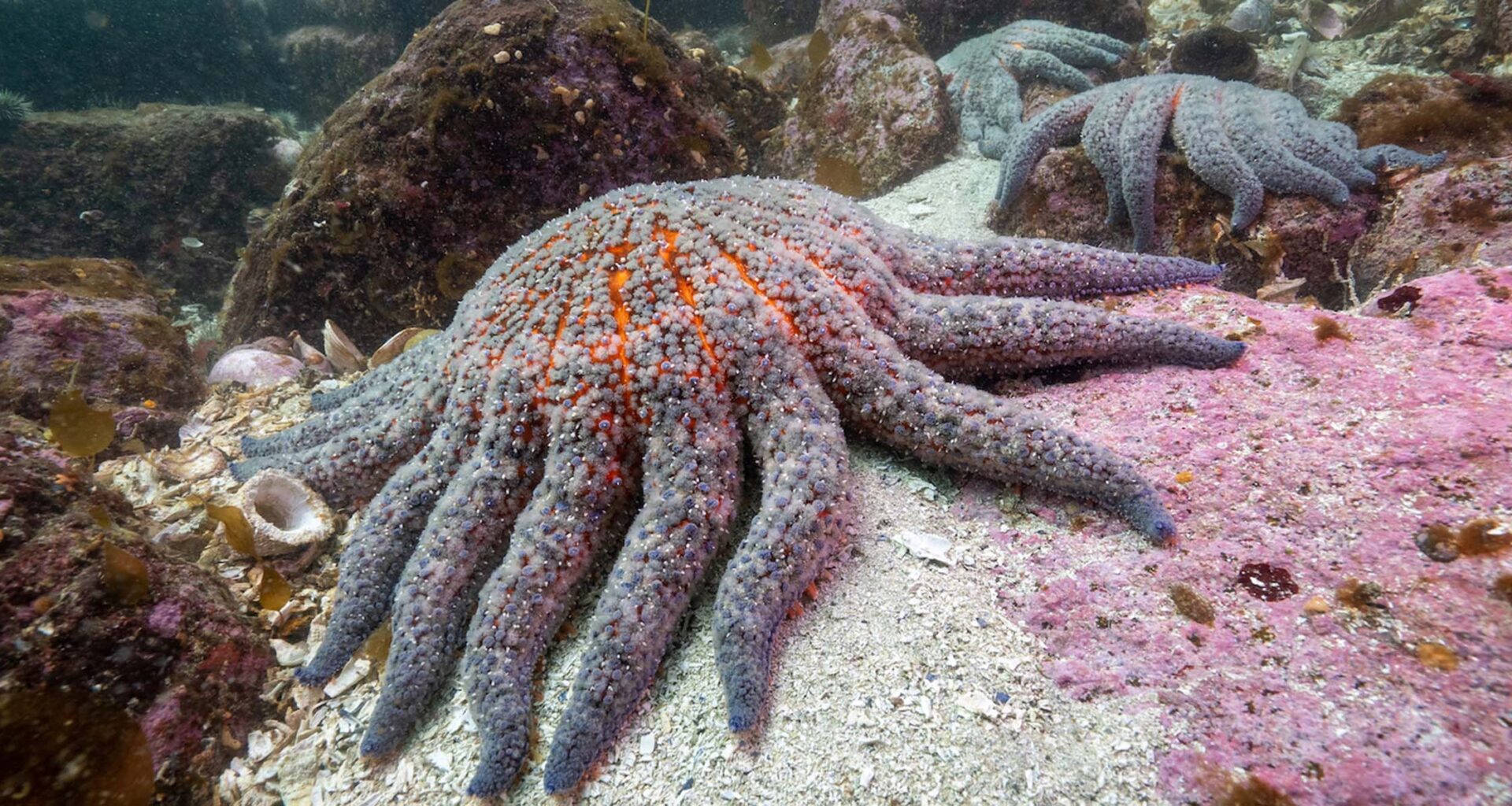 Sunflower sea stars, many-armed grey starfish with hints of red underneath, move across the floor of a cold water fjord.