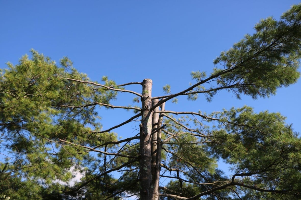 A tree cut at the top. 
