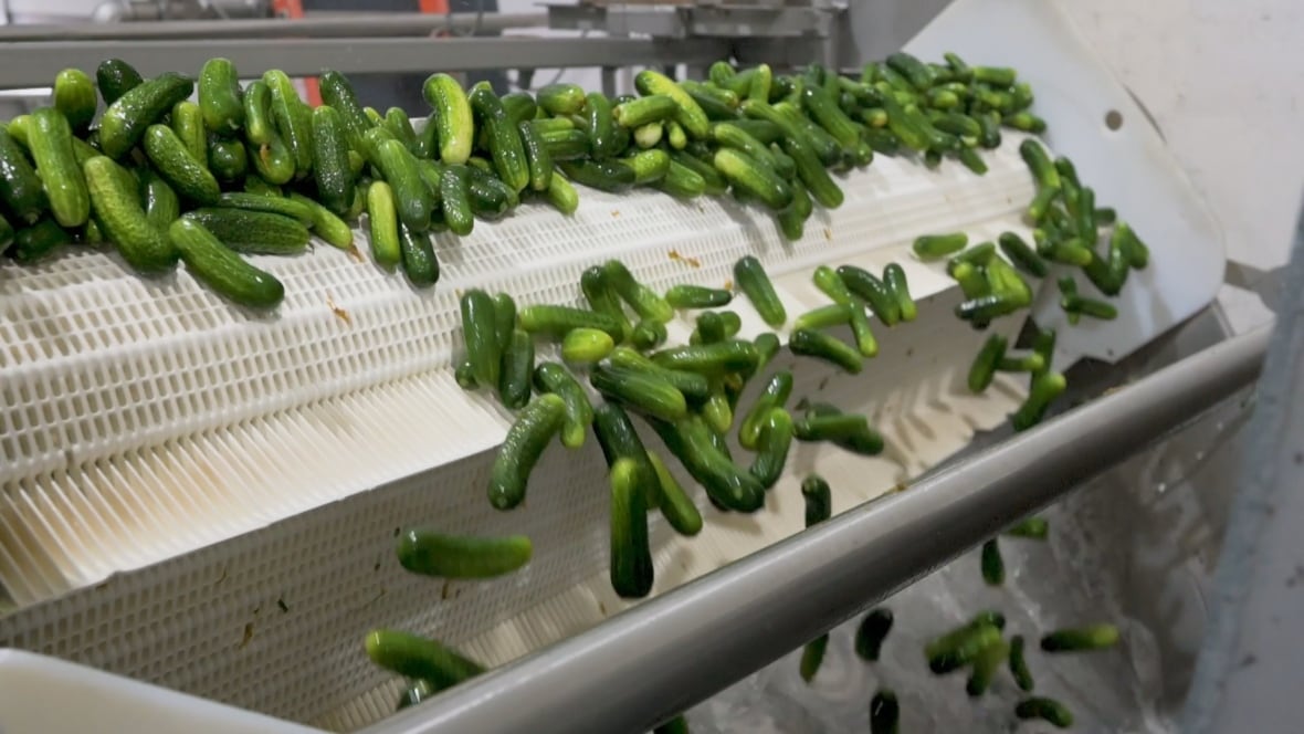 Cucumbers are seen on a conveyor belt in a warehouse.