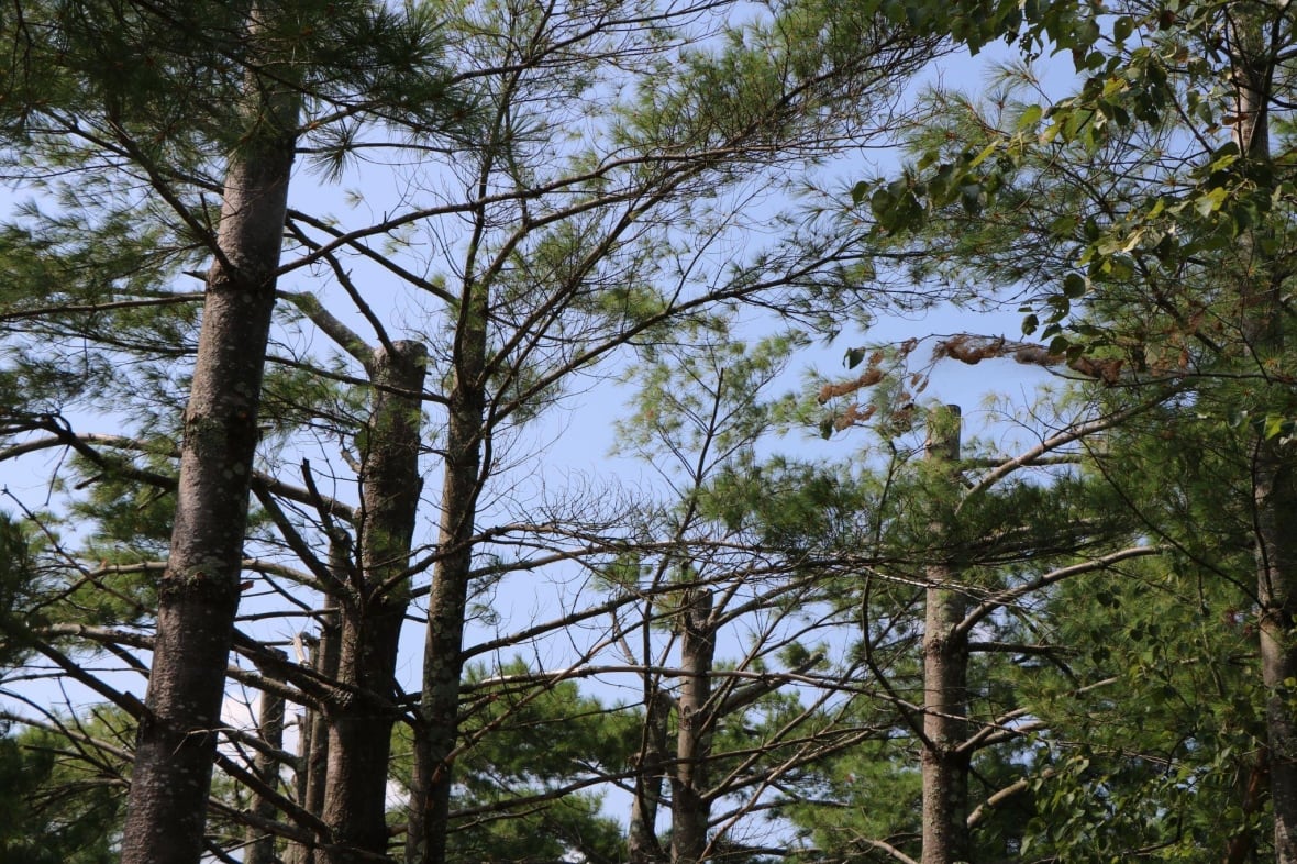 A bunch of tree tops cut. 