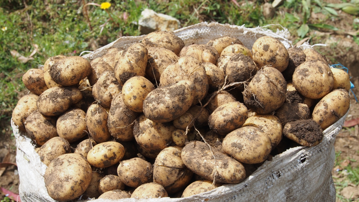 The strange-but-true origin story of the humble potato : NPR