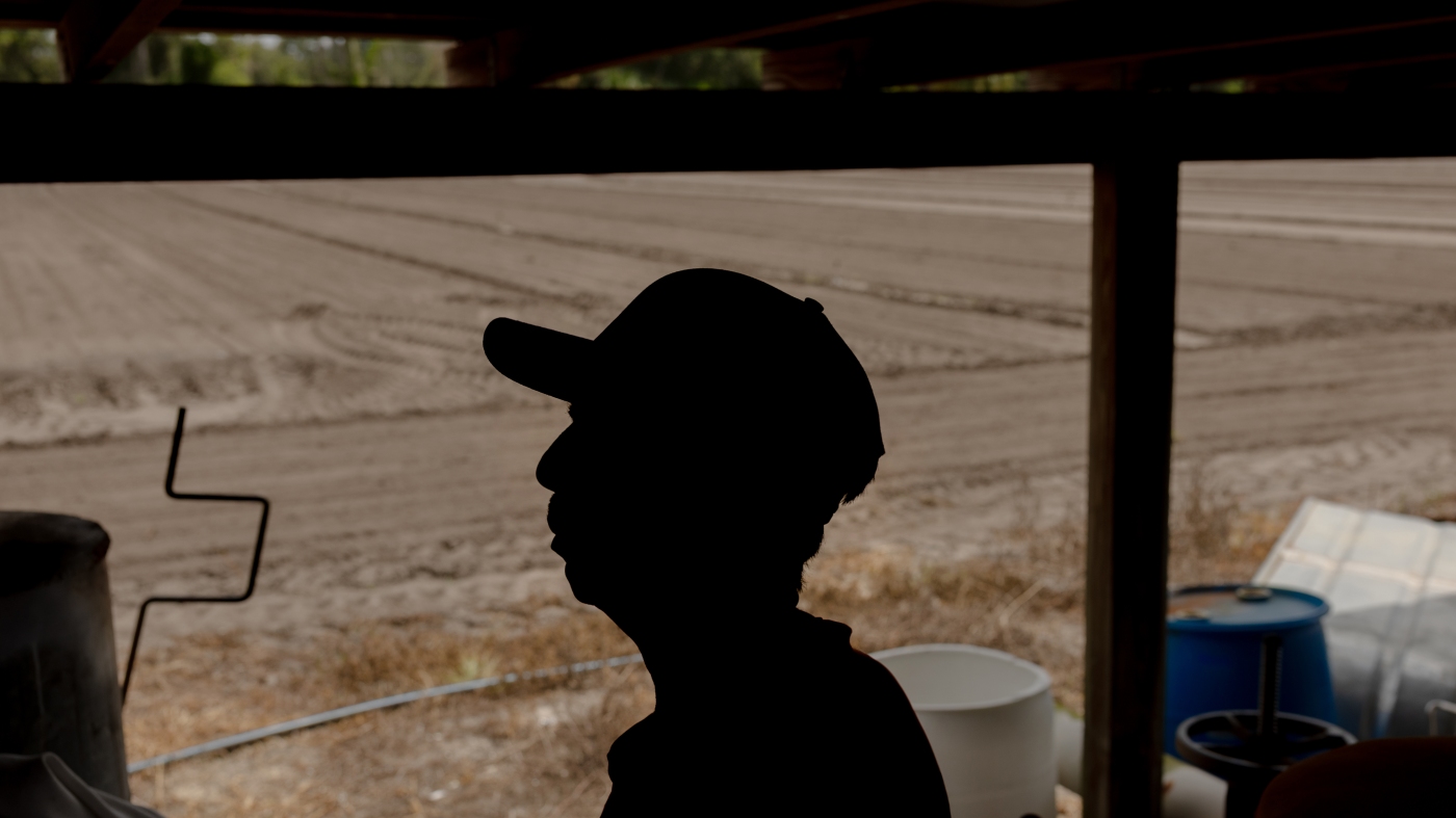 Some Florida farmers reduce crops as deportation fears drive workers away : NPR