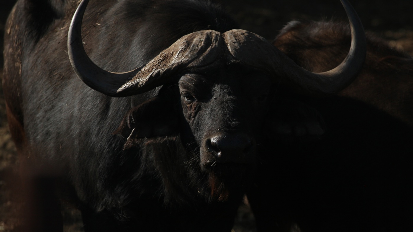 Texas big game hunter killed while stalking African Cape buffalo : NPR