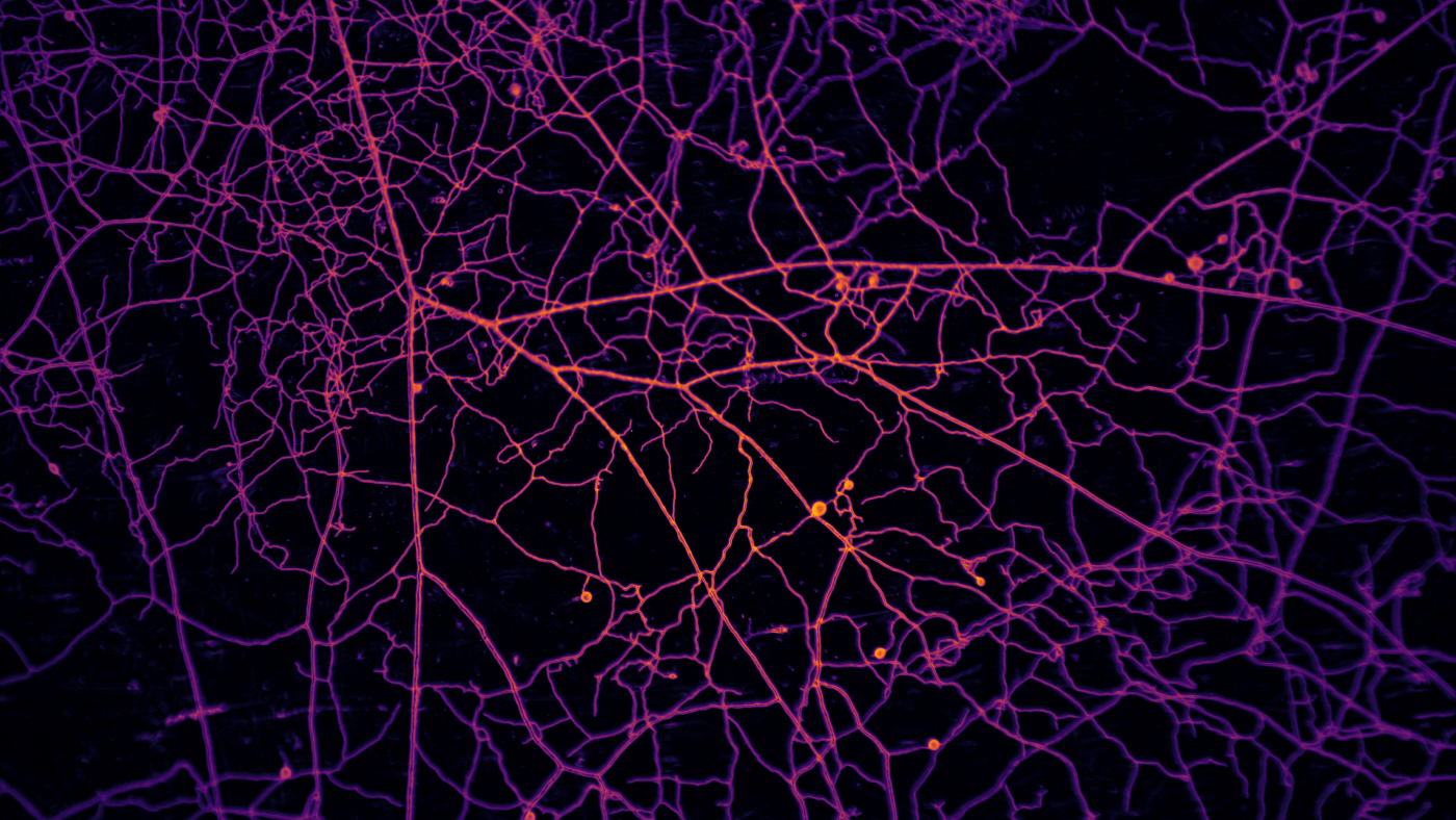 Fungi and plants have something to teach humans about global trade and cooperation : Planet Money : NPR