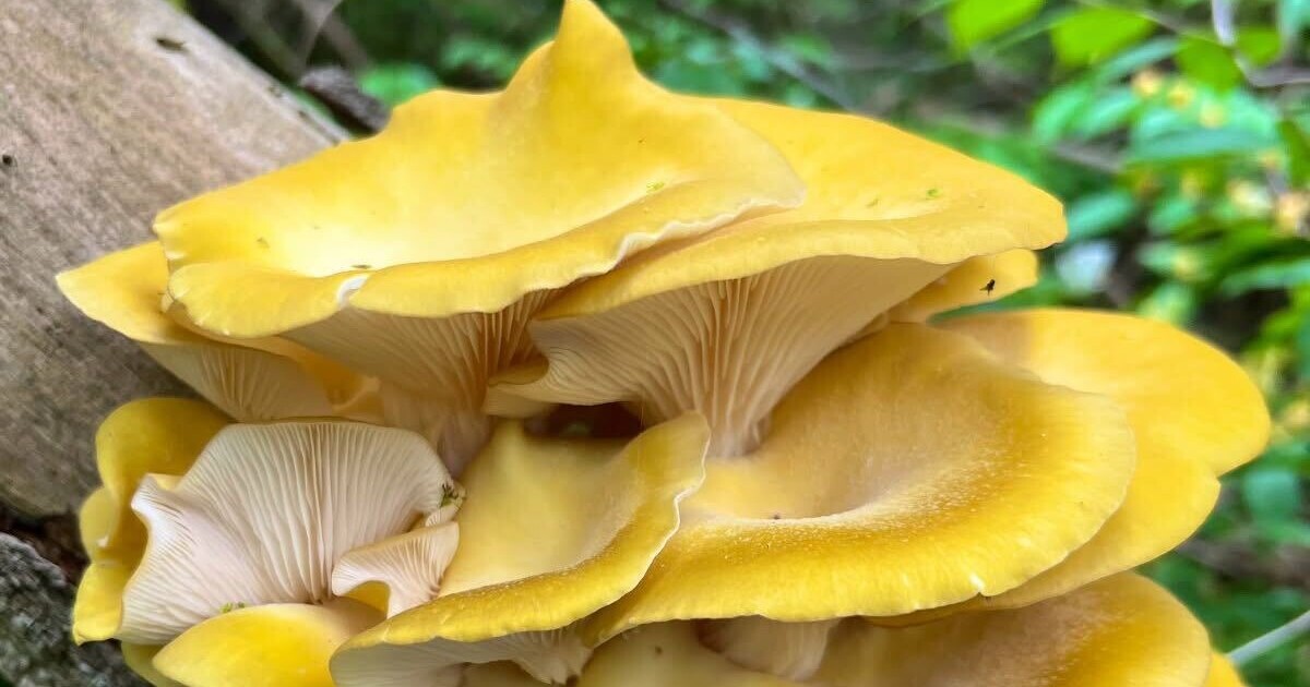 Michigan DNR warns of golden oyster mushroom invasion