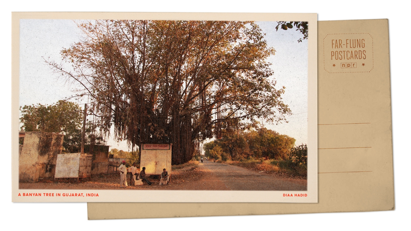 India banyan tree : NPR