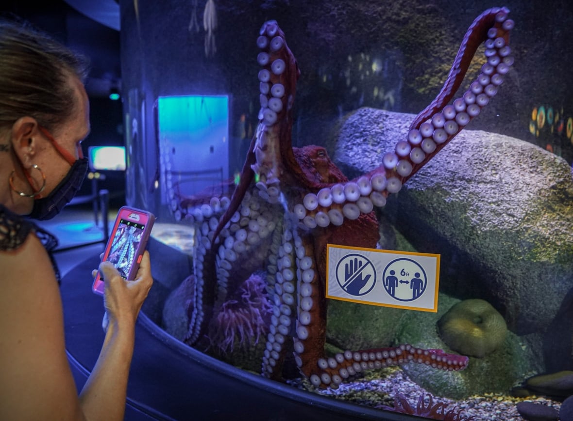 A woman takes a picture of an octopus in a tank.