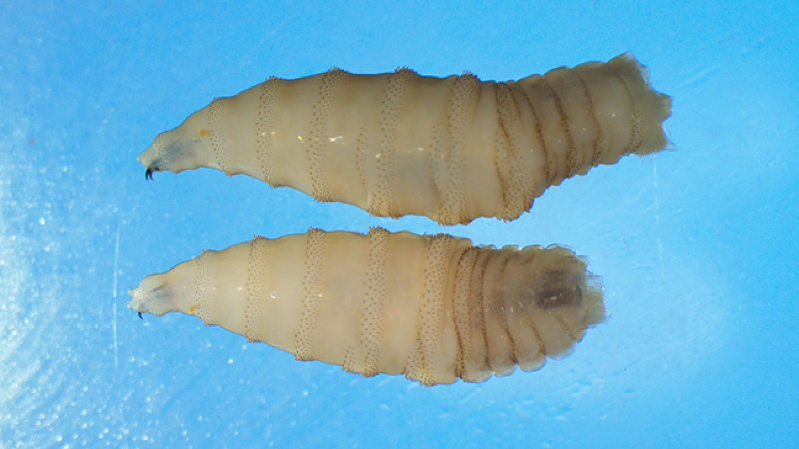 Close-up photo of new world screwworm larvae (maggots).