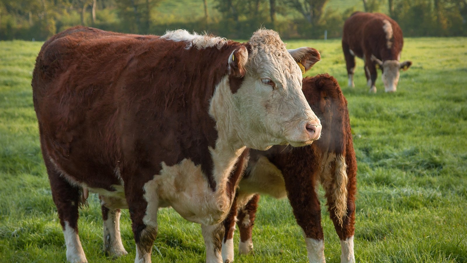 Are farmers justified in their opposition to Mercosur?