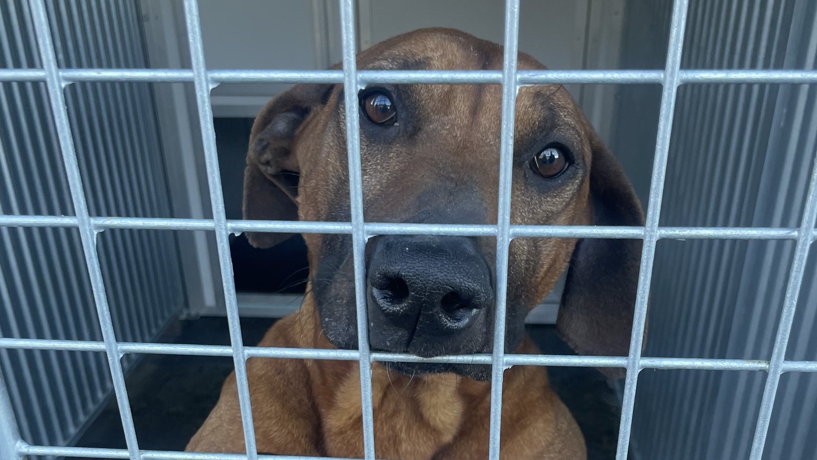Minister urged to prevent Donegal ISPCA centre closure