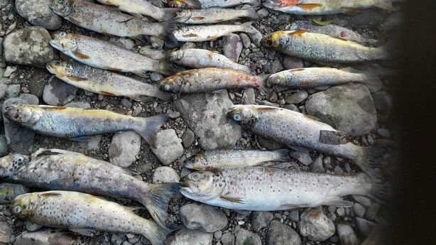 Dead brown trout fish, found in the River Blackwater at Mallow in Cork