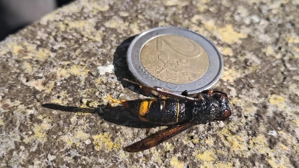 A photo of an asian hornet beside a two euro coin