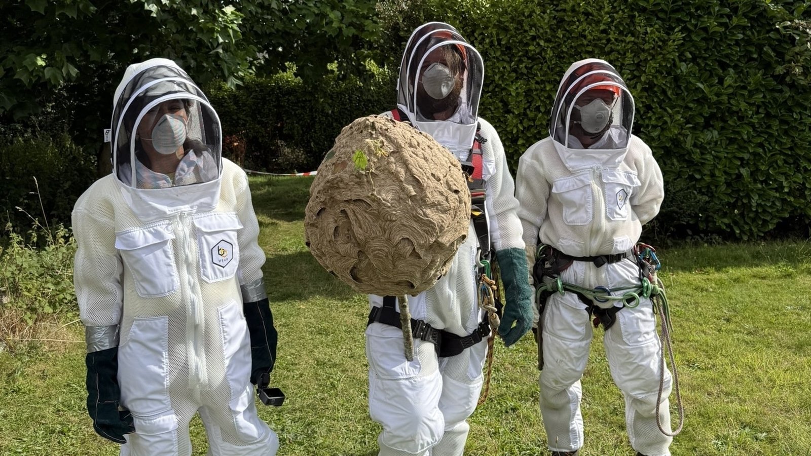 Concerns over possible second Asian hornet nest in Cork