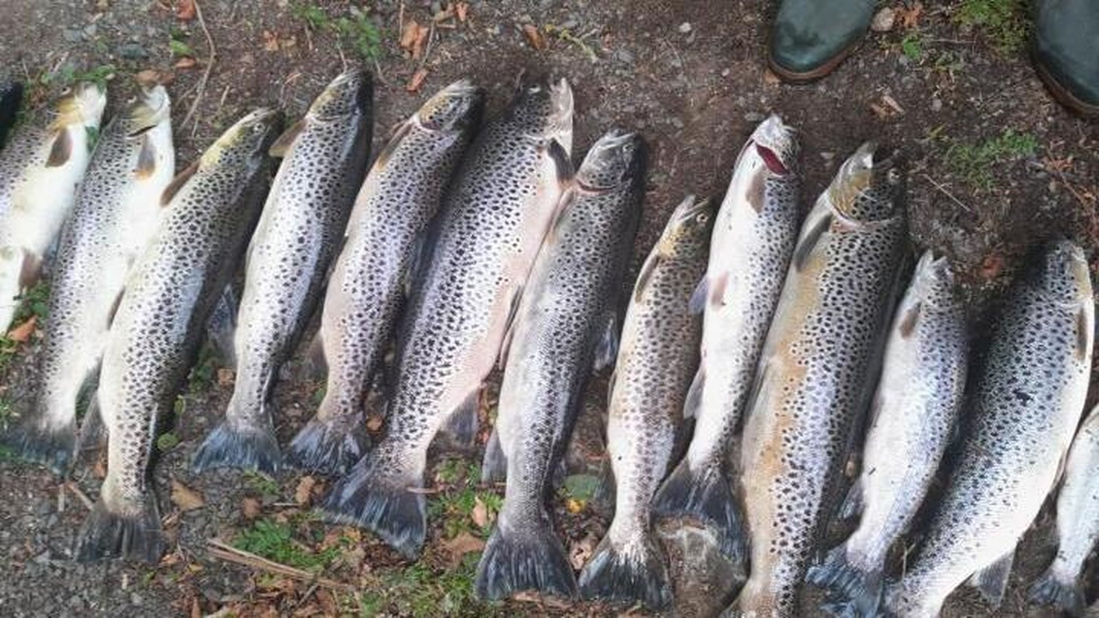 IFI preparing file for prosecution in Co Cavan fish kill