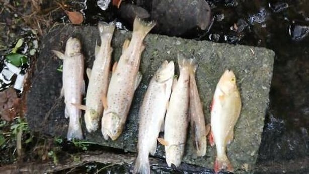 Dead brown trout and roach at Ballinagh River